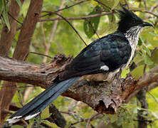 Levaillant's Cuckoo