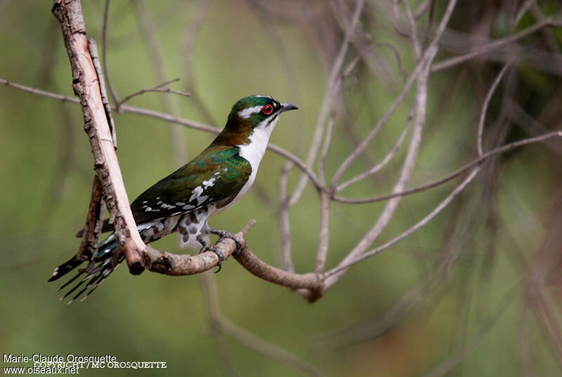 Diederik Cuckoo male subadult