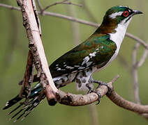 Diederik Cuckoo