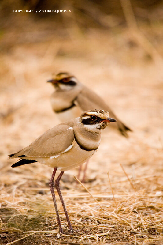 Bronze-winged Courser