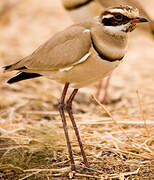 Bronze-winged Courser