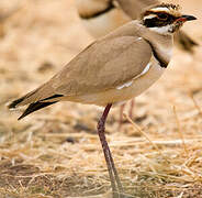 Bronze-winged Courser