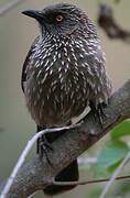 Arrow-marked Babbler