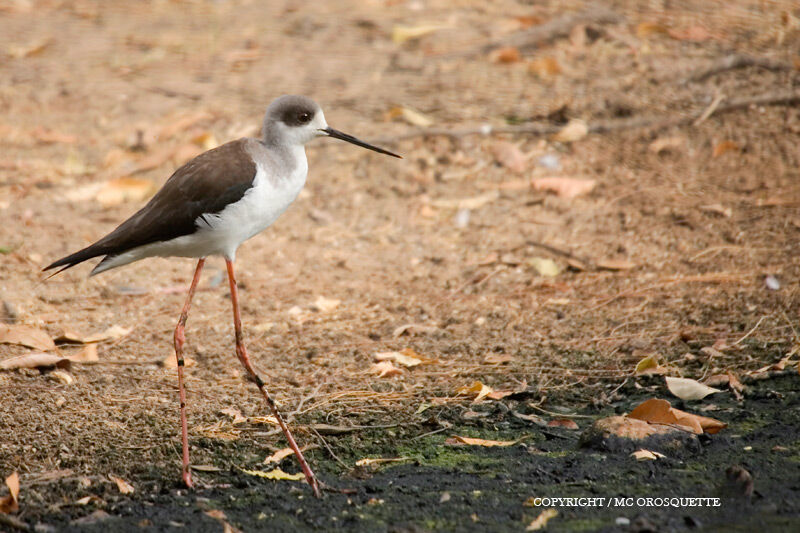 Black-winged Stilt female