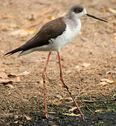 Black-winged Stilt