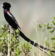 Long-tailed Widowbird