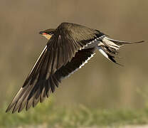 Collared Pratincole