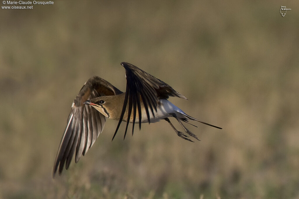 Collared Pratincoleadult, Flight