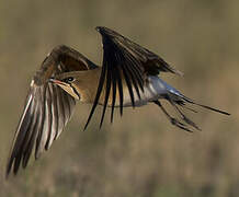 Collared Pratincole