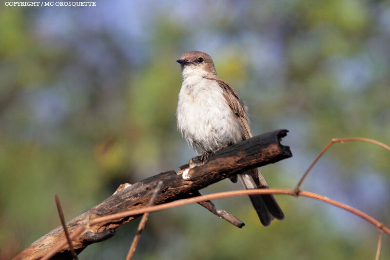 Marico Flycatcher