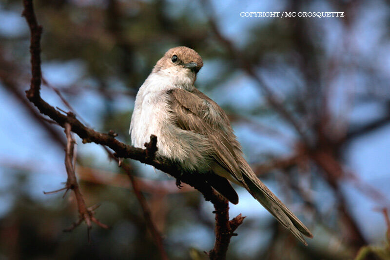 Marico Flycatcher