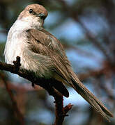 Marico Flycatcher