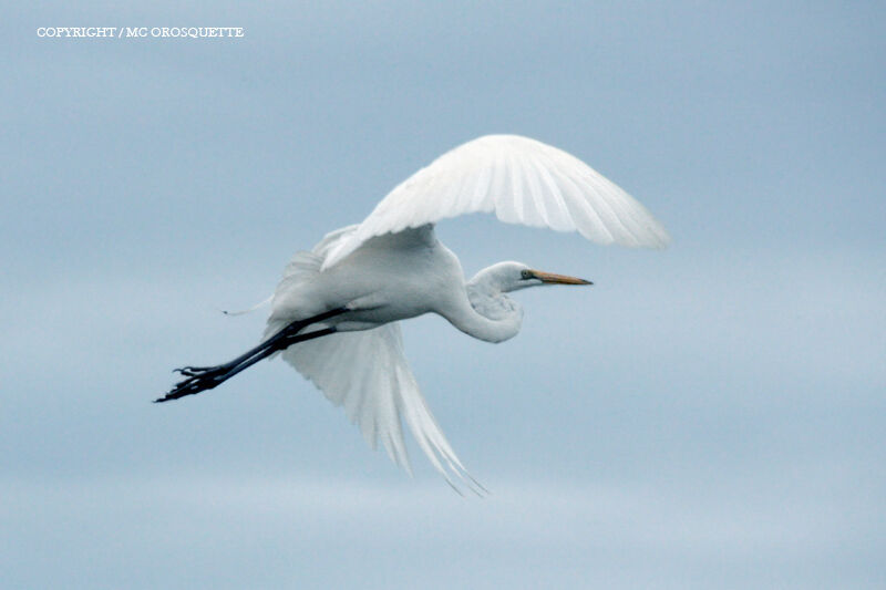 Great Egret