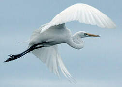 Grande Aigrette