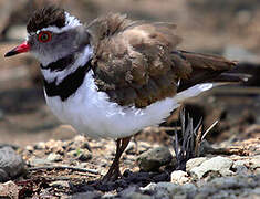 Three-banded Plover