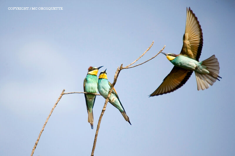 European Bee-eater