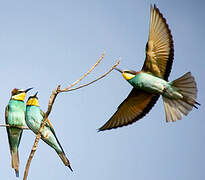 European Bee-eater