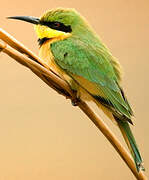 Little Bee-eater