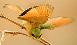 Little Bee-eater