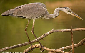 Grey Heron