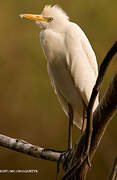 Western Cattle Egret