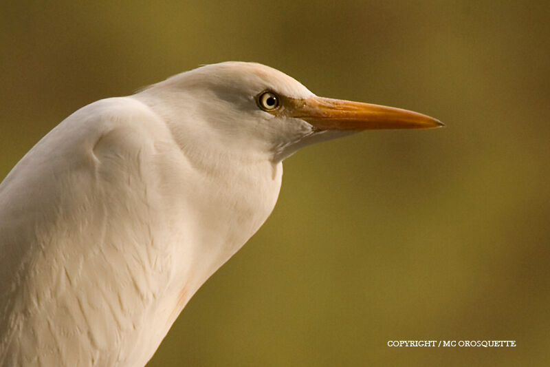 Western Cattle Egret