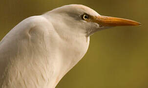 Western Cattle Egret