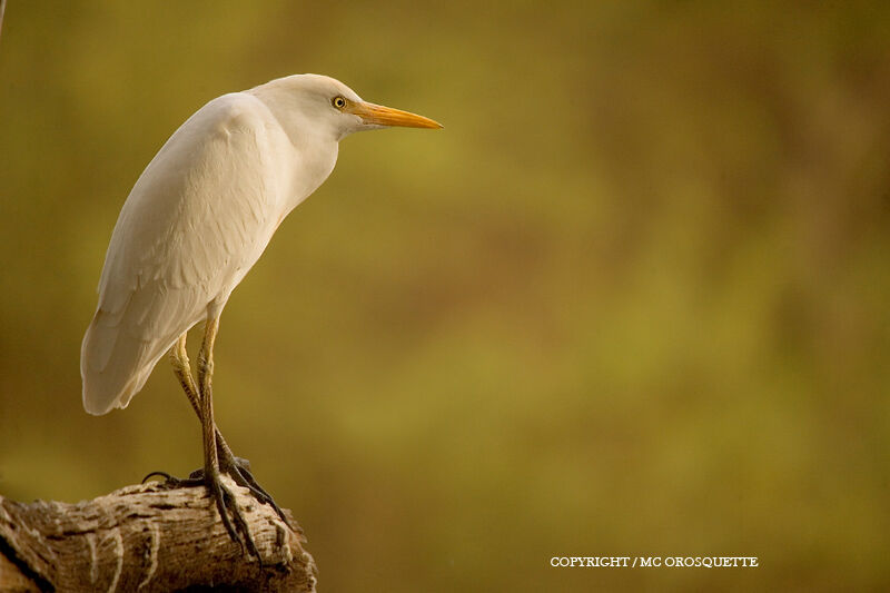 Western Cattle Egret