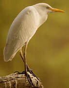 Western Cattle Egret