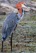 Goliath Heron