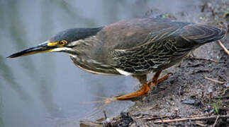 Striated Heron