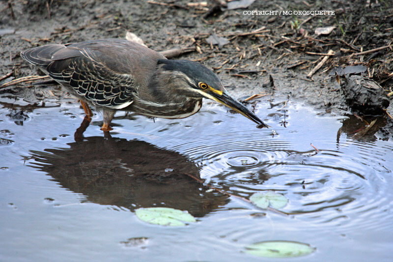 Striated Heron