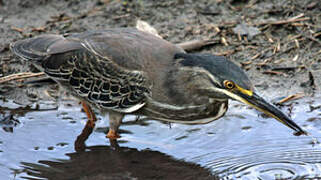 Striated Heron