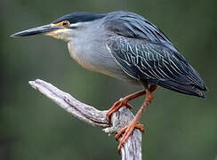 Striated Heron