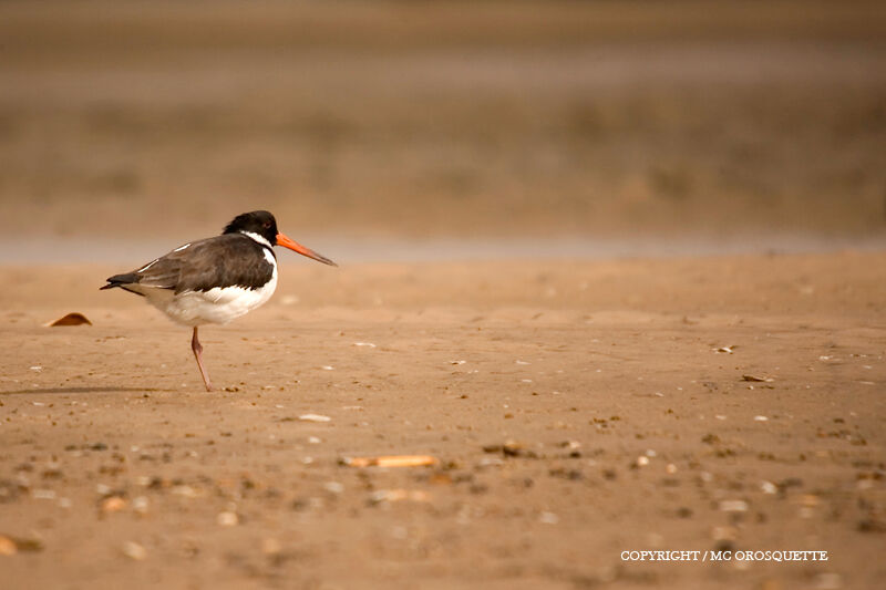 Eurasian Oystercatcher female