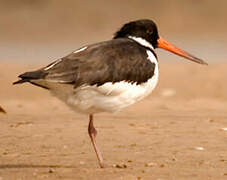 Eurasian Oystercatcher