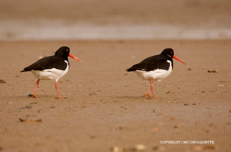 Eurasian Oystercatcher male