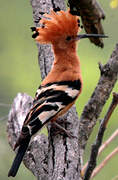 African Hoopoe