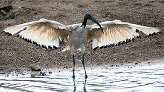 African Sacred Ibis