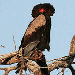 Bateleur des savanes