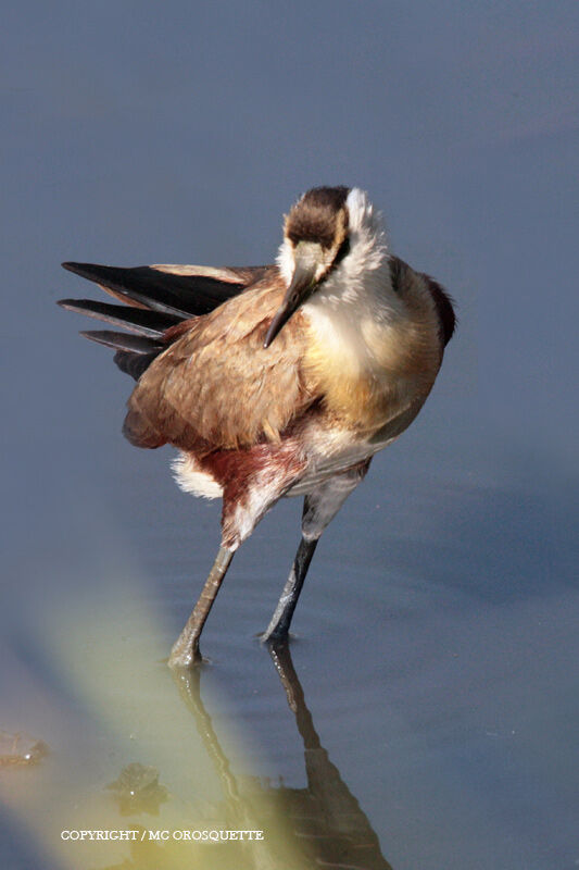 African Jacanajuvenile