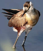 Jacana à poitrine dorée