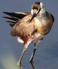 Jacana à poitrine dorée