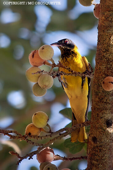 Black-headed Oriole