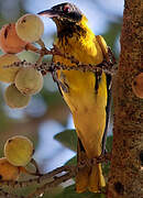 Black-headed Oriole