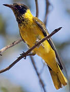 Black-headed Oriole