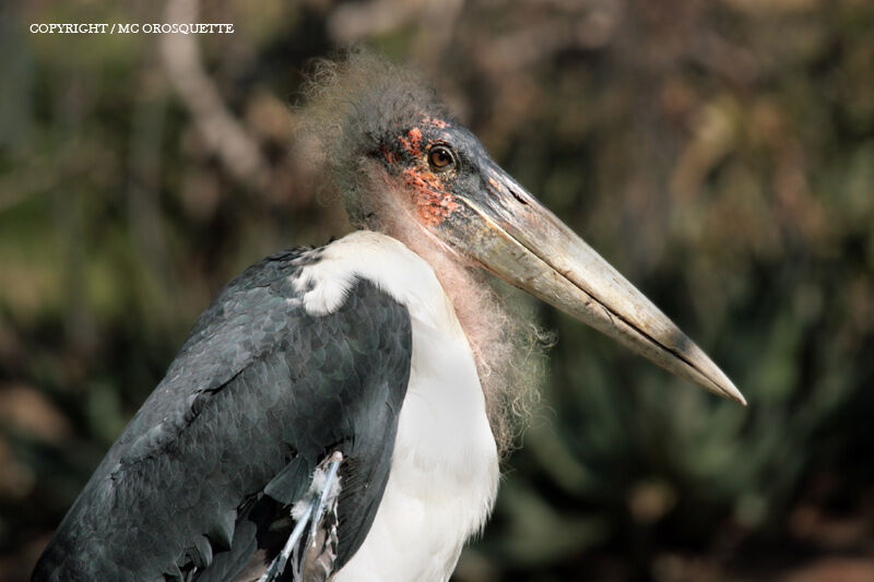 Marabou Stork