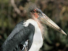 Marabou Stork