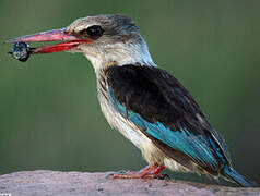 Brown-hooded Kingfisher