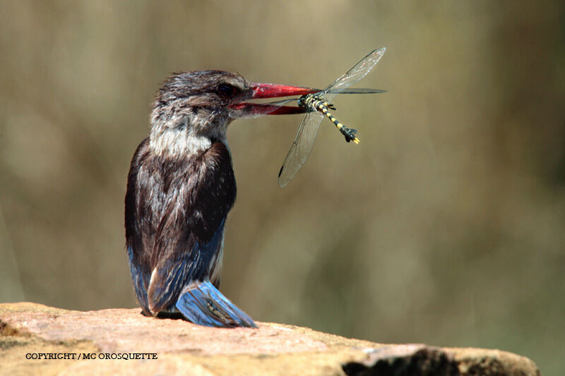 Brown-hooded Kingfisher male